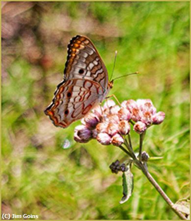 Missing Image: i_0029.jpg - White-Peacok-on-Flower