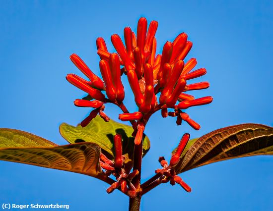 Missing Image: i_0031.jpg - Firebush on Blue