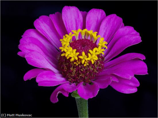 Missing Image: i_0032.jpg - Zinnia