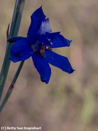 Missing Image: i_0034.jpg - Alpine Delphinium
