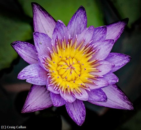 Missing Image: i_0036.jpg - Waterlily