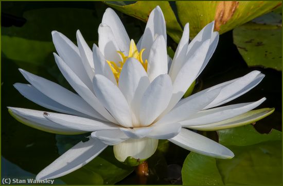 Missing Image: i_0037.jpg - Lilly