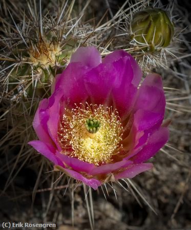 Missing Image: i_0039.jpg - Beautiful-Cactus-flower