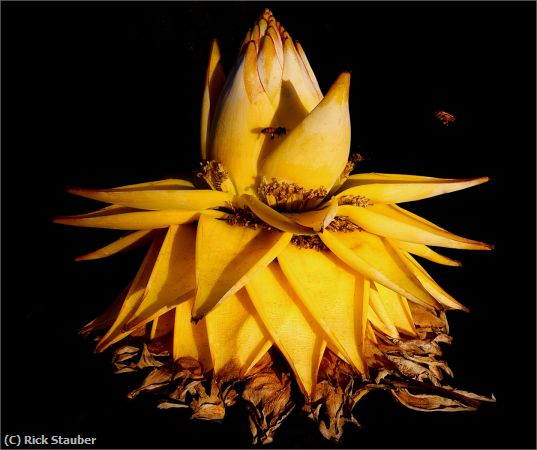 Missing Image: i_0040.jpg - Scott's Mystery Flower