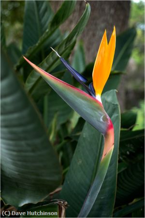 Missing Image: i_0042.jpg - Bird of Paradise