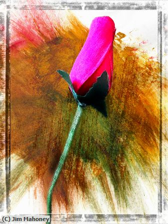 Missing Image: i_0043.jpg - A Single Red Rose