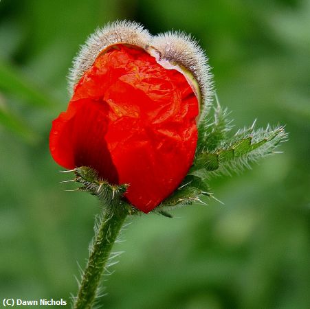 Missing Image: i_0044.jpg - Still The Poppy Grows