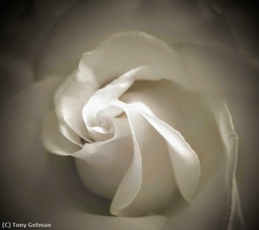 Missing Image: i_0045.jpg - The Rose