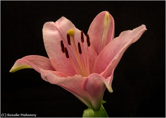 Missing Image: i_0046.jpg - Pink Lily