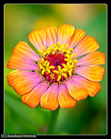 Missing Image: i_0048.jpg - Orange Zinna