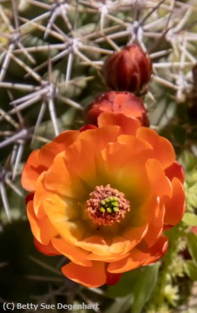 Missing Image: i_0050.jpg - Prickly Pear Cactus