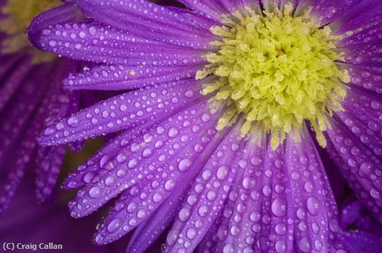 Missing Image: i_0051.jpg - Purple Dew