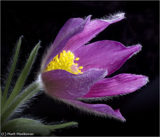 Missing Image: i_0052.jpg - Pasqueflower 3