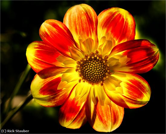 Missing Image: i_0054.jpg - Giverny Delight