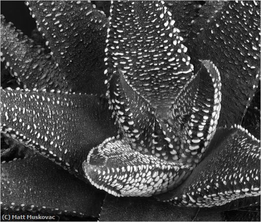 Missing Image: i_0059.jpg - Scaly Plant