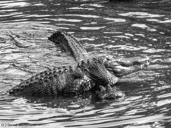 Missing Image: i_0063.jpg - Good Time Gator-