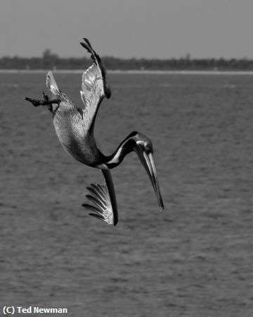 Missing Image: i_0070.jpg - diving for lunch