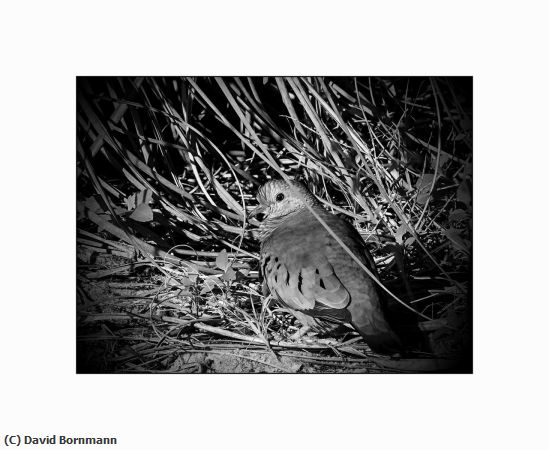 Missing Image: i_0077.jpg - Common Ground Dove