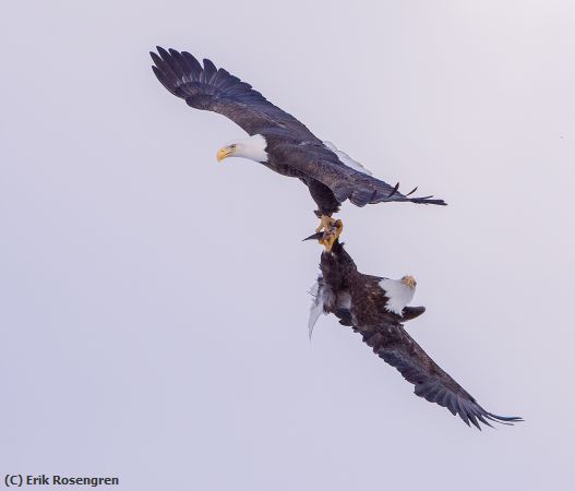 Missing Image: i_0001.jpg - Talon-lock-Bald-Eagles