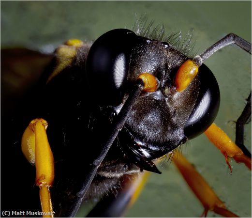 Missing Image: i_0016.jpg - Wasp