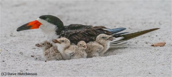 Missing Image: i_0017.jpg - Black Skimmer Family