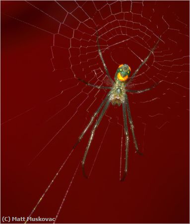 Missing Image: i_0026.jpg - Orchard Orbweaver