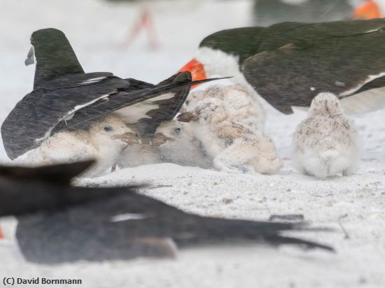Missing Image: i_0027.jpg - How many chicks