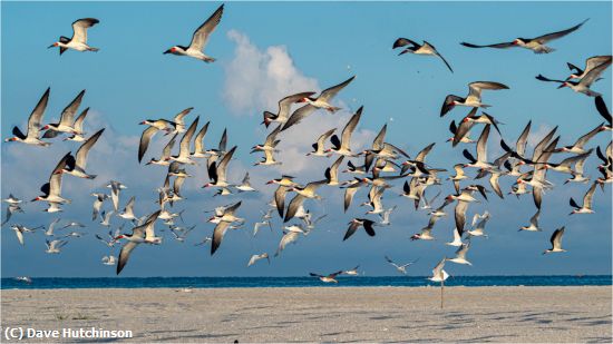 Missing Image: i_0040.jpg - Black Skimmers in Flight