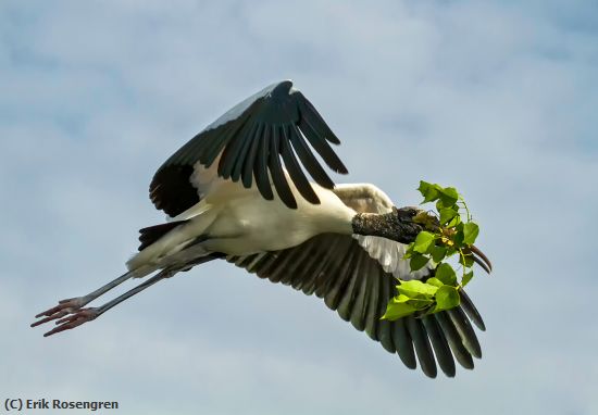 Missing Image: i_0041.jpg - Nest-material-flight-Wood-Stork