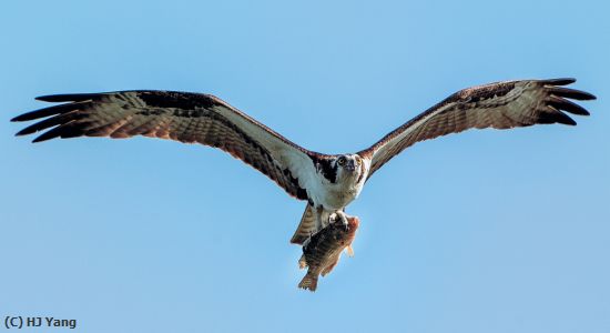 Missing Image: i_0043.jpg - Catch