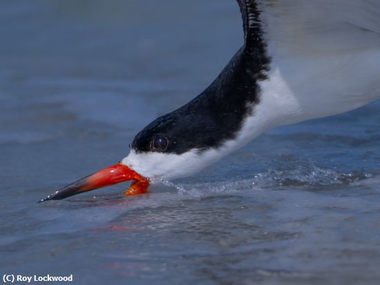 Missing Image: i_0044.jpg - Skimming Skimmer