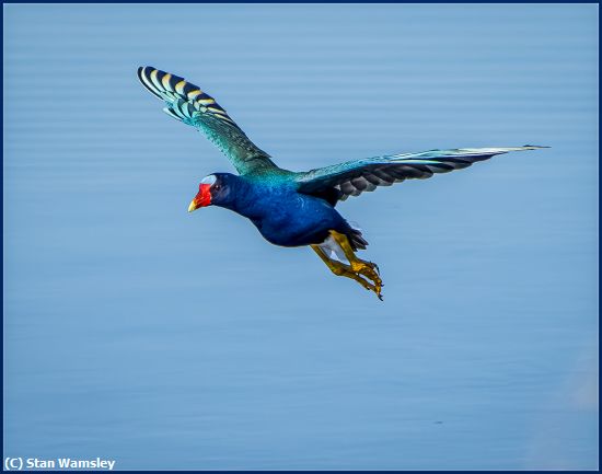 Missing Image: i_0045.jpg - GallinuIeFlight