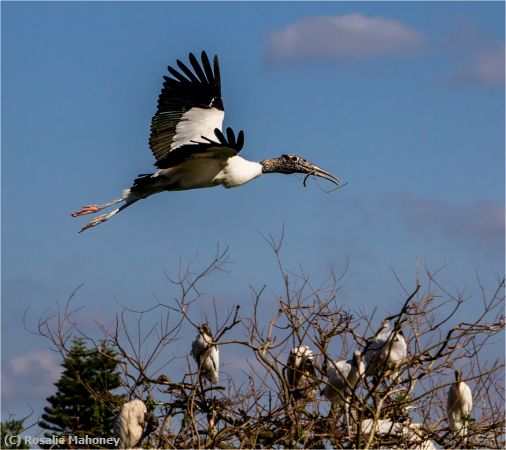 Missing Image: i_0046.jpg - Heading Home With Nesting Material