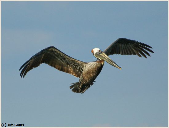 Missing Image: i_0047.jpg - Pelican-in-Flight