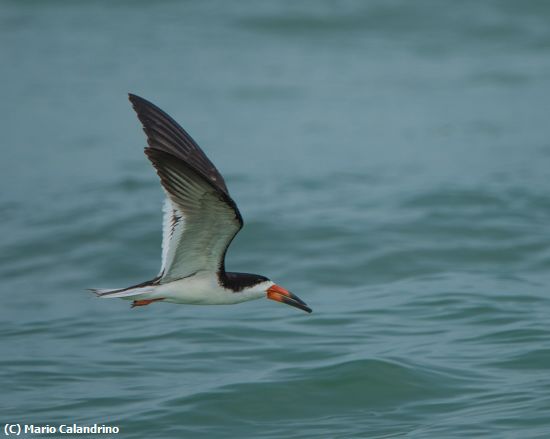 Missing Image: i_0049.jpg - Skimming Along
