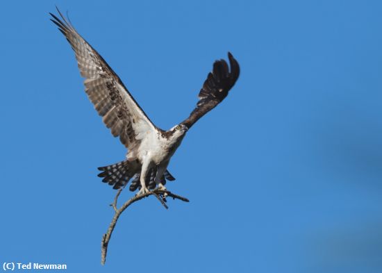 Missing Image: i_0051.jpg - nest building