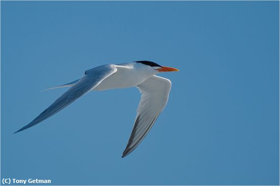 Missing Image: i_0054.jpg - Elegant Tern