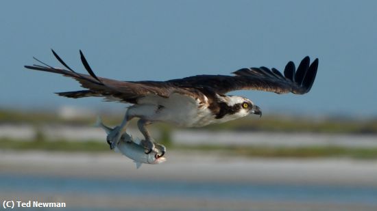 Missing Image: i_0056.jpg - the catch