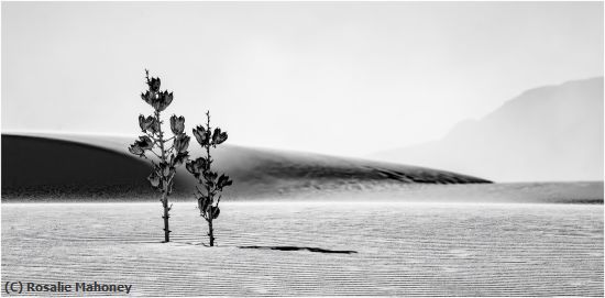 Missing Image: i_0060.jpg - Lonely Vegetation