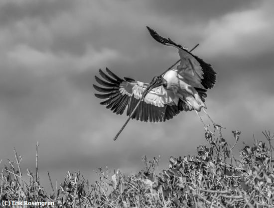 Missing Image: i_0062.jpg - Great-nest-find-Wood-Stork