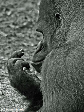 Missing Image: i_0070.jpg - Well Maybe A Manicure