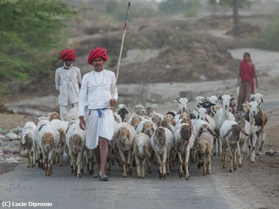 Missing Image: i_0002.jpg - Rabari Life