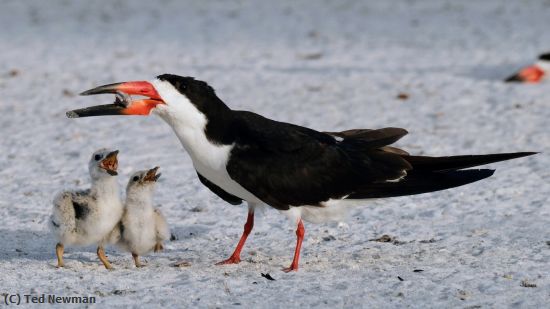 Missing Image: i_0006.jpg - skimmer breakfast
