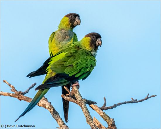 Missing Image: i_0009.jpg - Black Hooded Parakeets