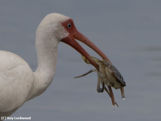 Missing Image: i_0011.jpg - Ibis mouthful