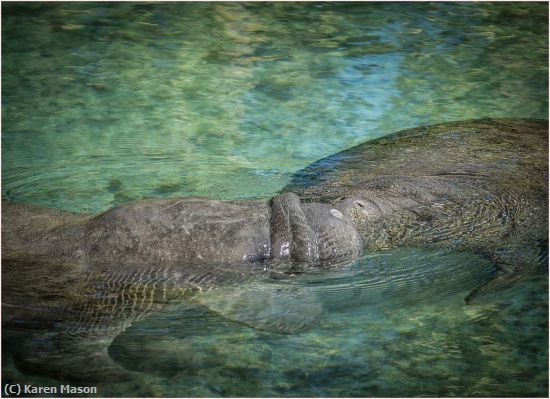 Missing Image: i_0013.jpg - ManateeKiss