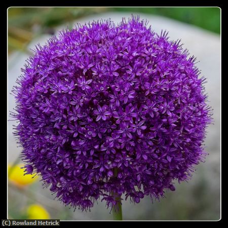 Missing Image: i_0014.jpg - Purple Flower