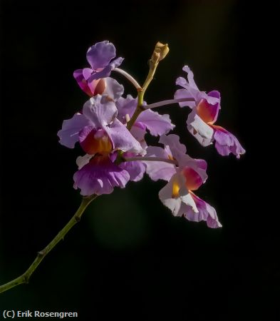 Missing Image: i_0019.jpg - Beautiful flower-Costa Rica