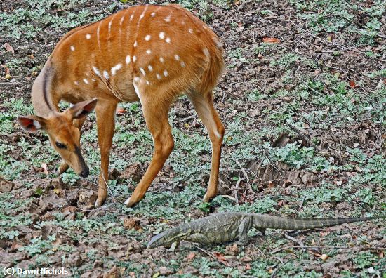 Missing Image: i_0023.jpg - Bushbuck Eyes Monitor
