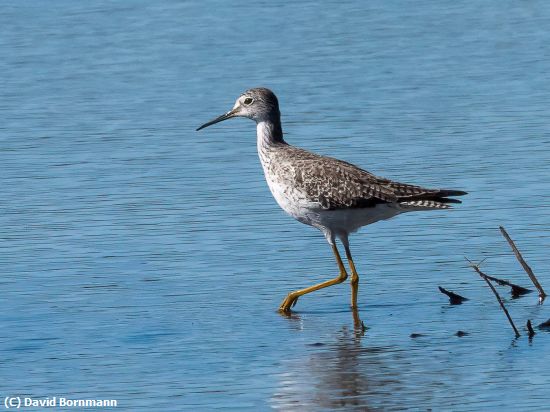Missing Image: i_0026.jpg - Lesser Yellowlegs